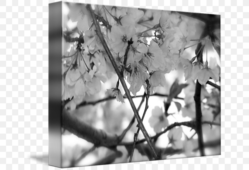 Black And White Cherry Blossom Cherries Photography, PNG, 650x560px, Black And White, Black, Black Cherry, Blossom, Branch Download Free
