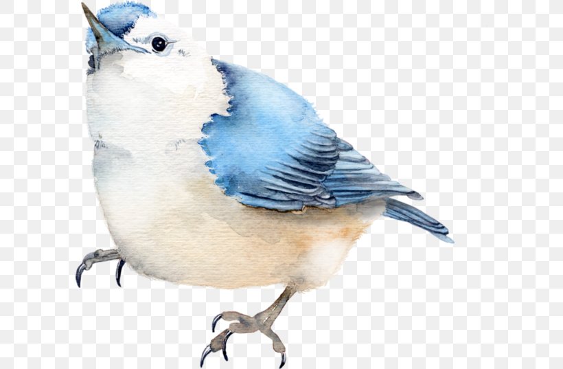 Blue Jay Bird Clip Art, PNG, 600x537px, Blue Jay, American Sparrows, Animal, Beak, Bird Download Free
