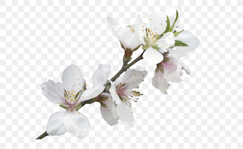 Download Clip Art, PNG, 700x501px, Google Images, Blossom, Branch, Bu1ed9 Mu1ef1c Nang, Cherry Blossom Download Free