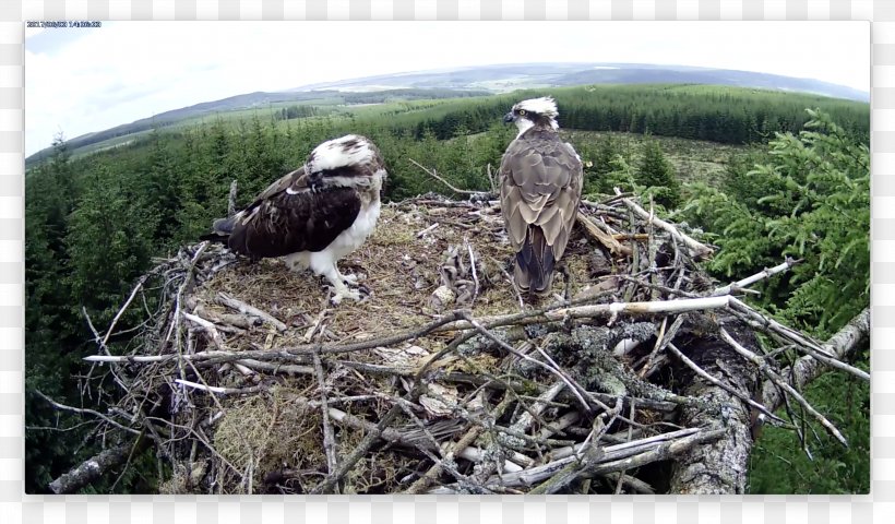Eagle Bird Nest Ecosystem Fauna, PNG, 3004x1762px, Eagle, Accipitriformes, Beak, Bird, Bird Nest Download Free