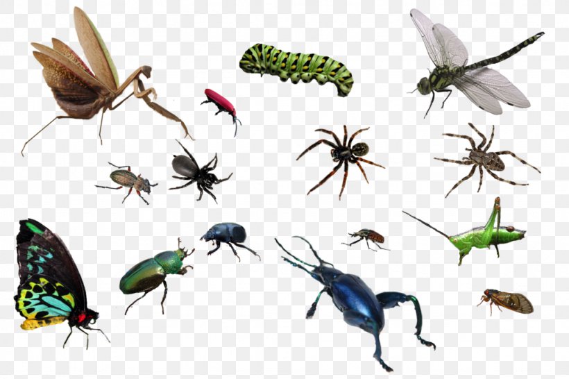 Insect Tutorial Layers, PNG, 1024x683px, Insect, Arthropod, Bugs, Fauna, Fly Download Free