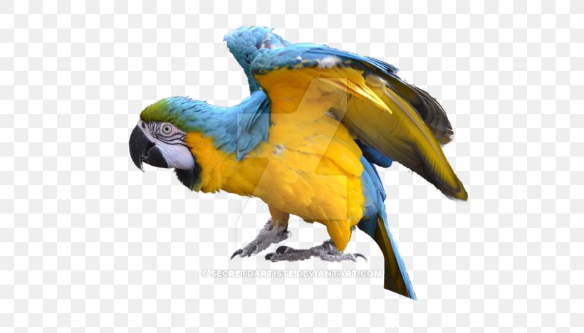 Blue-and-yellow Macaw Bird Parakeet Feather, PNG, 600x468px, 9 December, Macaw, Animal, Beak, Bird Download Free
