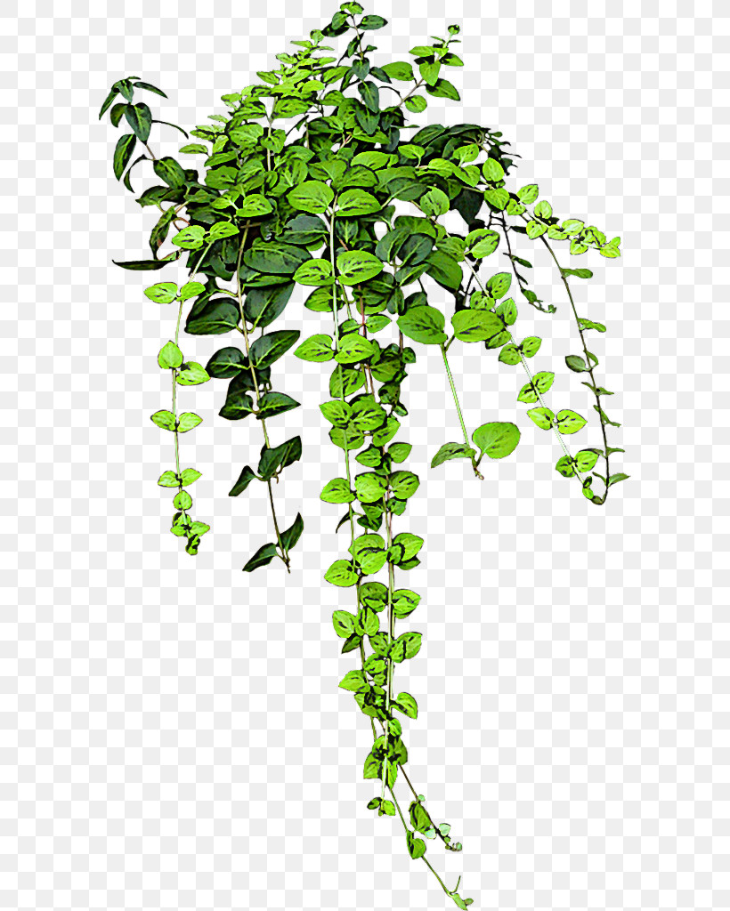 Ivy, PNG, 598x1024px, Plant, Flower, Houseplant, Ivy, Ivy Family Download Free
