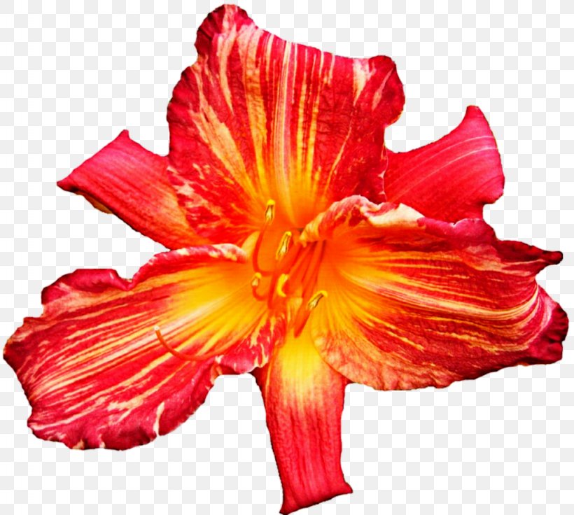 Tiger Lily Jersey Lily Cut Flowers Clip Art, PNG, 1024x920px, Tiger Lily, Amaryllis, Amaryllis Belladonna, Amaryllis Family, Cut Flowers Download Free