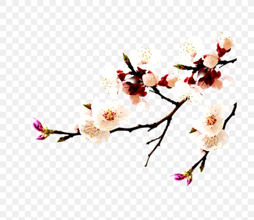 Apricot China Falun Gong = Cherry Blossom, PNG, 709x709px, Watercolor, Cartoon, Flower, Frame, Heart Download Free