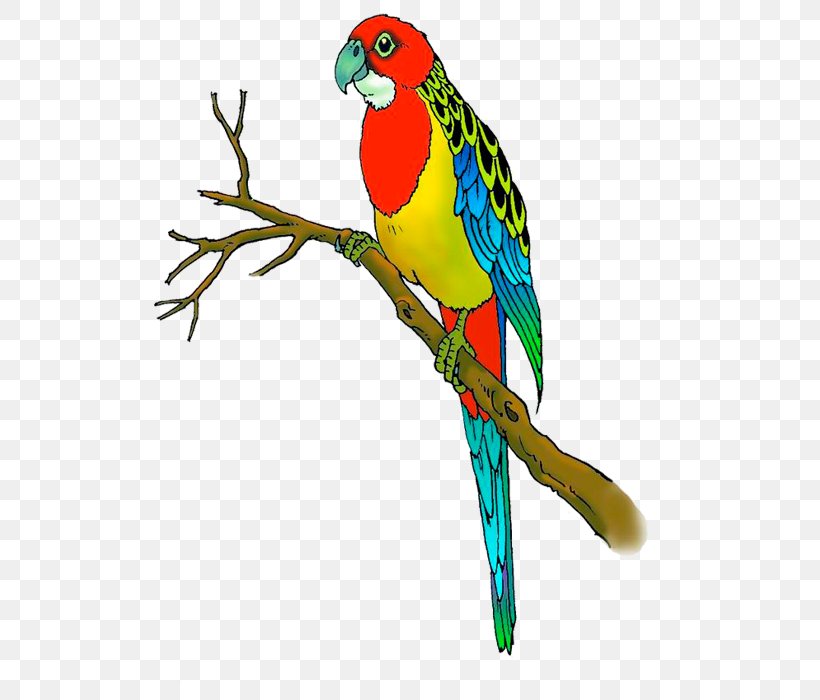 Budgerigar Lovebird Parrot Macaw, PNG, 700x700px, Budgerigar, Beak, Bird, Cartoon, Common Pet Parakeet Download Free