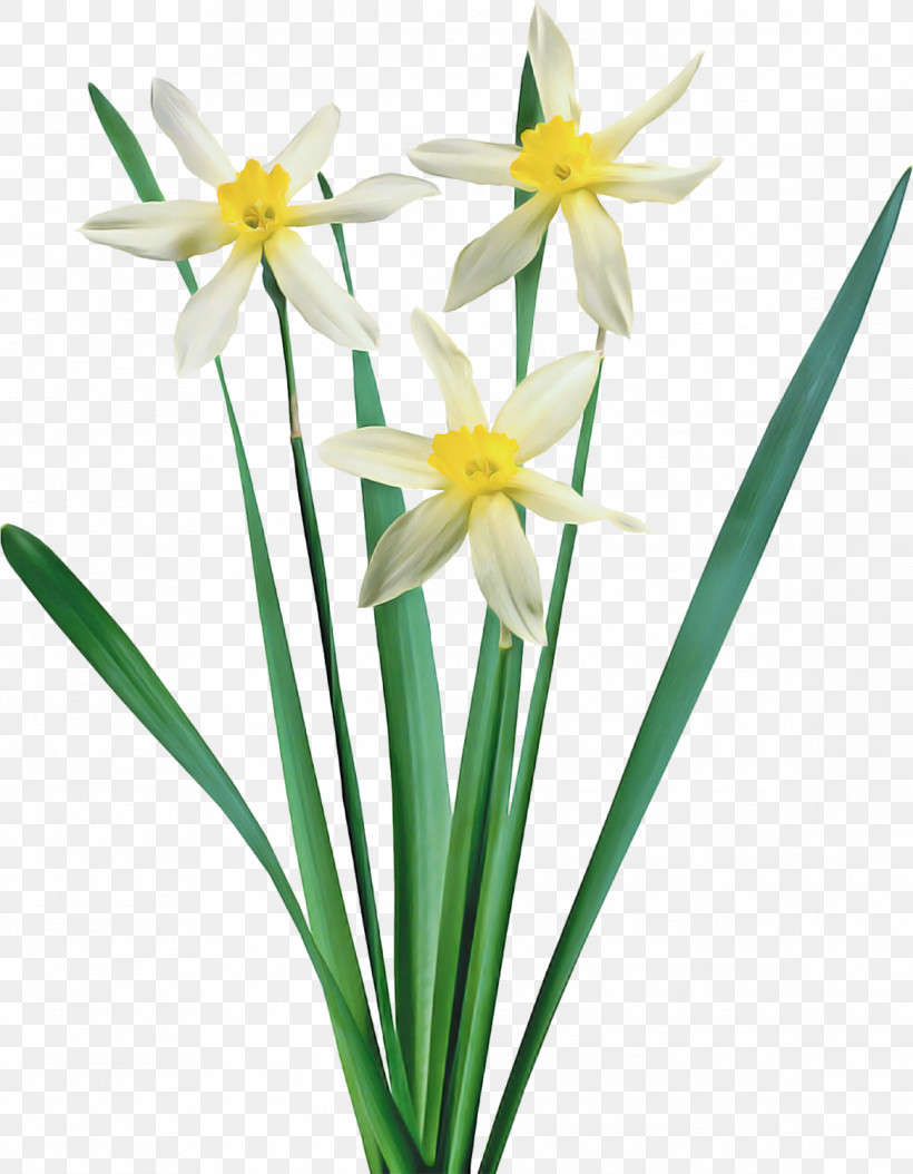 Flower Plant Narcissus Petal Paperwhite, PNG, 1166x1500px, Flower, Amaryllis Family, Narcissus, Paperwhite, Pedicel Download Free