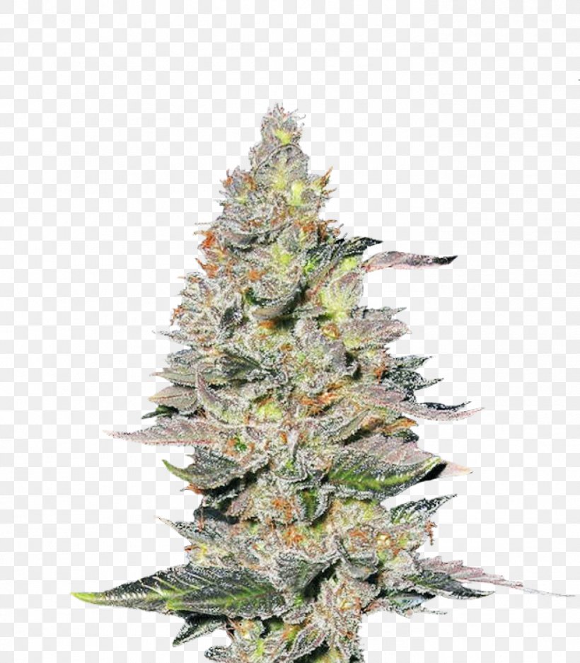 Hemp Feminized Cannabis Seed Cultivar Spruce, PNG, 1399x1600px, Hemp, Cannabis, Car, Christmas Tree, Color Download Free