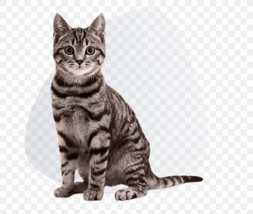 Kitten Cat Food Siberian Cat Dog, PNG, 768x694px, Kitten, American Shorthair, American Wirehair, Asian, Black And White Download Free