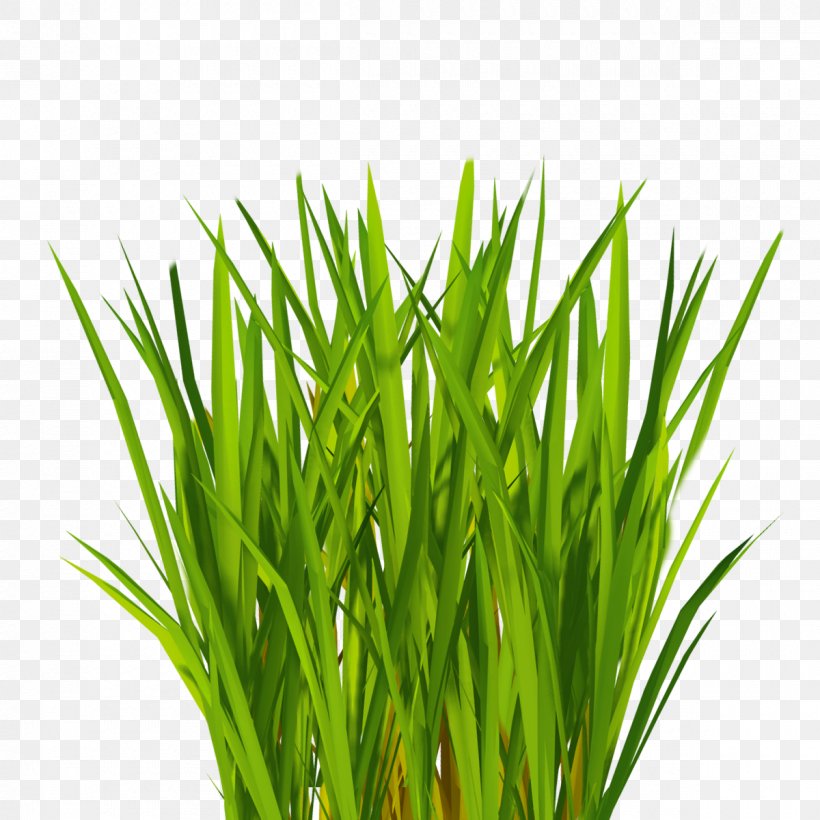 Lawn Clip Art, PNG, 1200x1200px, Lawn, Aquarium Decor, Artificial Turf, Chrysopogon Zizanioides, Commodity Download Free