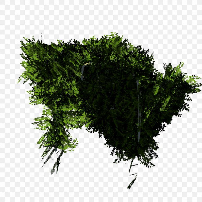 Leaf Tree Shrub Herb, PNG, 1024x1024px, Leaf, Evergreen, Grass, Herb, Plant Download Free