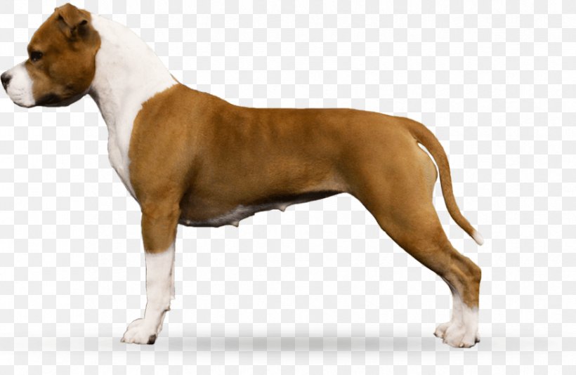 American Staffordshire Terrier American Pit Bull Terrier Dog Breed Staffordshire Bull Terrier, PNG, 875x570px, American Staffordshire Terrier, American Pit Bull Terrier, Breed, Breeder, Bull Terrier Download Free