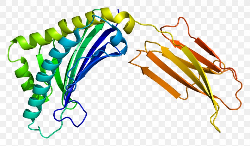 AZGP1 Gene Protein Smoking Wikipedia, PNG, 834x491px, Gene, Agouti, Allele, Encyclopedia, Health Download Free