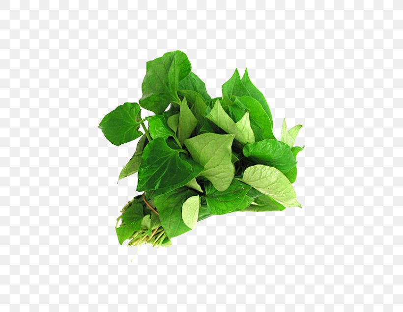 Chameleon Plant Rock Candy Pho Nộm Hot Pot, PNG, 425x636px, Chameleon Plant, Basil, Bean Sprout, Beefsteak Plant, Catjang Download Free