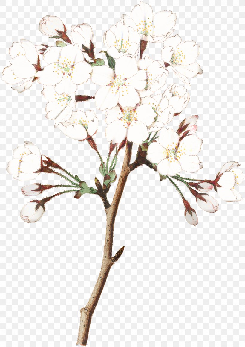 Cherry Blossom Tree, PNG, 1272x1798px, Cherry Blossom, Blossom, Branch, Cerasus, Cherries Download Free