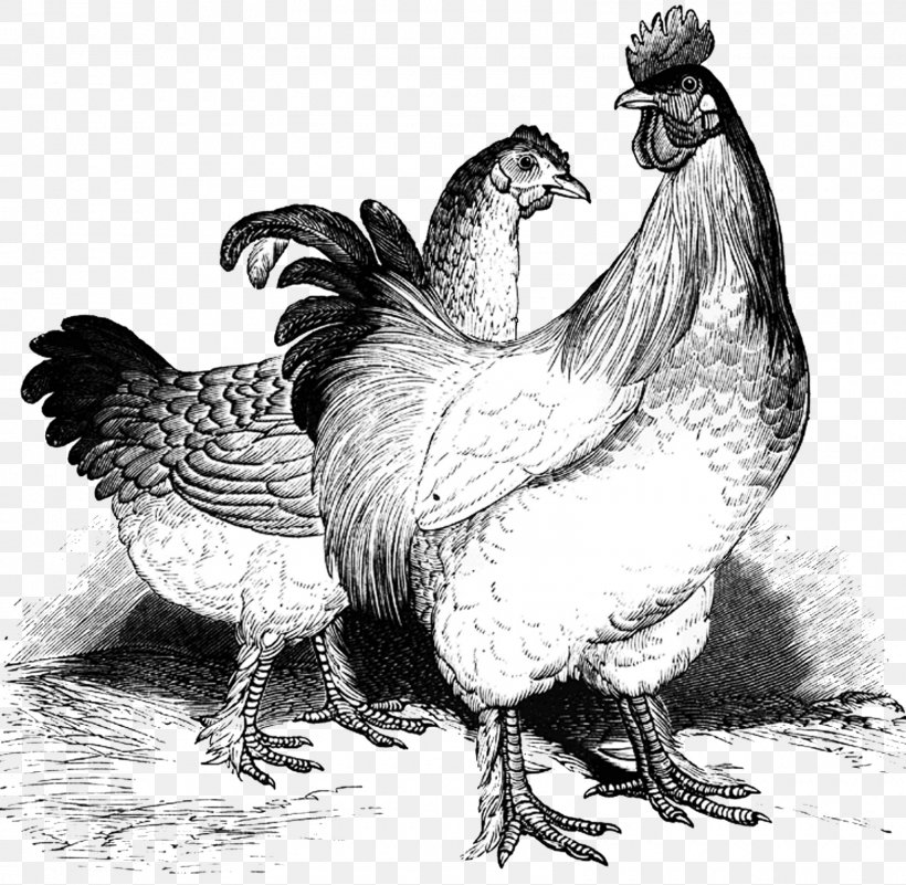 Cochin Chicken Silkie Plymouth Rock Chicken Marans Wyandotte Chicken, PNG, 1600x1563px, Cochin Chicken, Beak, Bird, Black And White, Chicken Download Free
