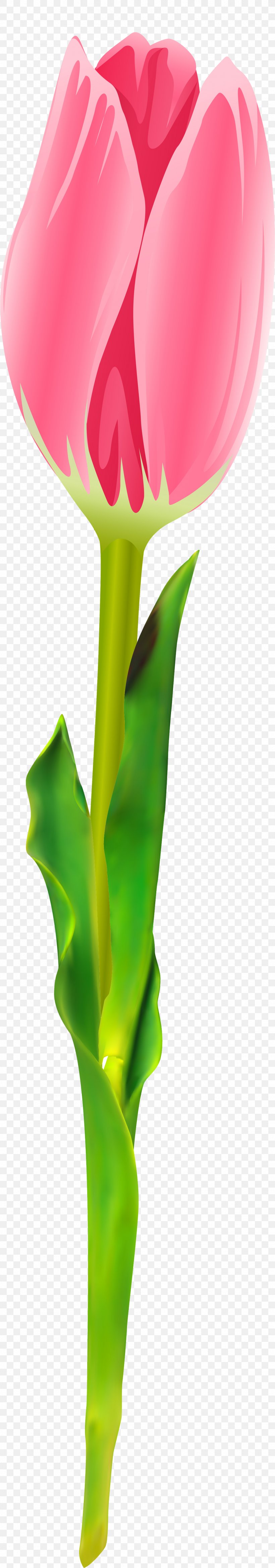 Cut Flowers Flowering Plant Tulip, PNG, 1119x6379px, Flower, Cut Flowers, Family, Flowering Plant, Flowerpot Download Free