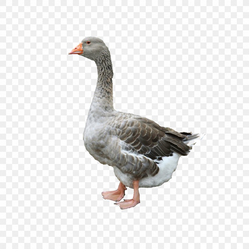 Domestic Goose Duck Chicken Poultry, PNG, 2953x2953px, France, Beak, Bird, Chicken, Domestic Goose Download Free