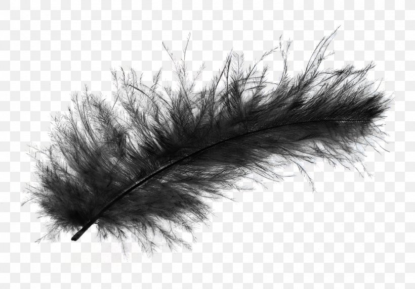 The Floating Feather Bird, PNG, 1500x1048px, The Floating Feather, Bird, Black And White, Close Up, Eyelash Download Free