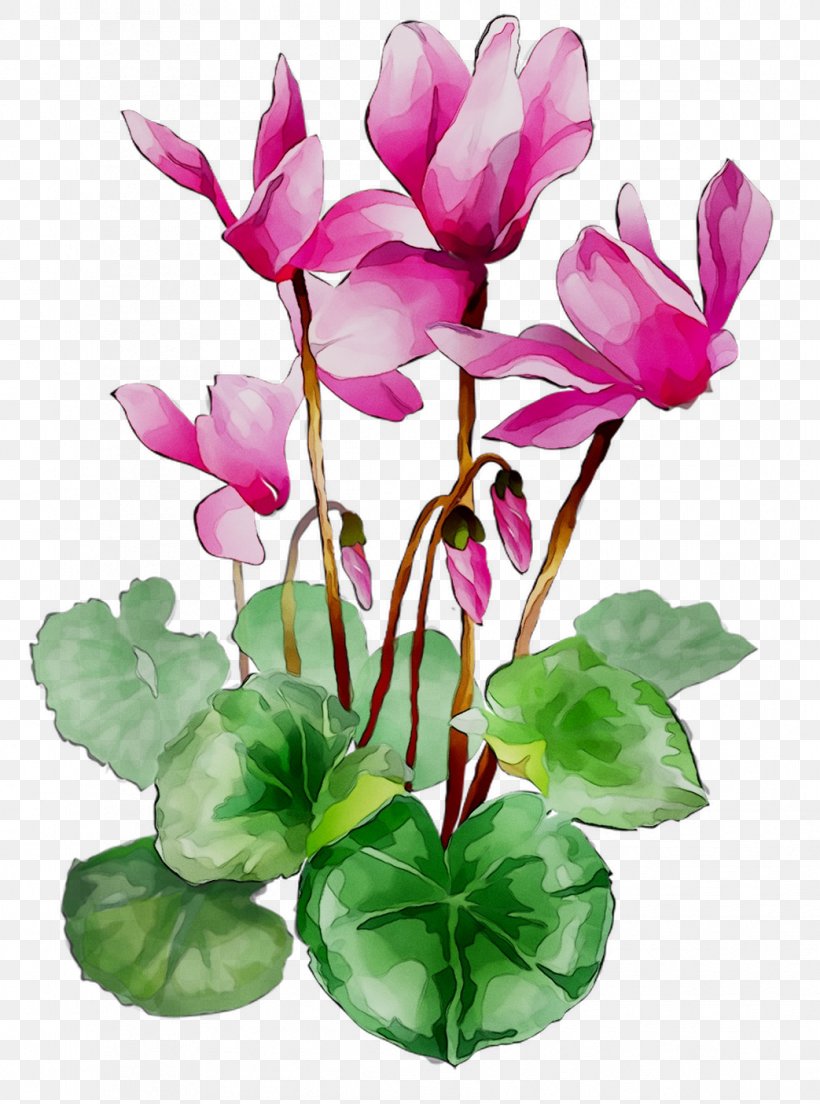 Cyclamen Floral Design Cut Flowers Plant Stem, PNG, 1043x1405px, Cyclamen, Annual Plant, Anthurium, Botany, Cut Flowers Download Free