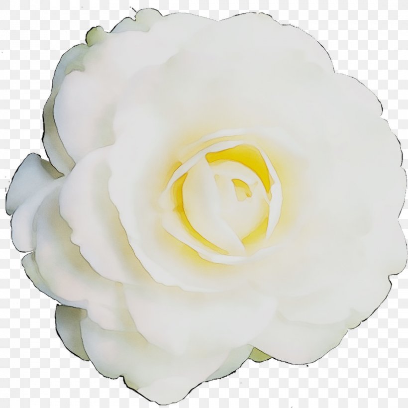 Garden Roses Cabbage Rose Gardenia Petal Cut Flowers, PNG, 1107x1107px, Garden Roses, Cabbage Rose, Camellia, Cut Flowers, Floribunda Download Free
