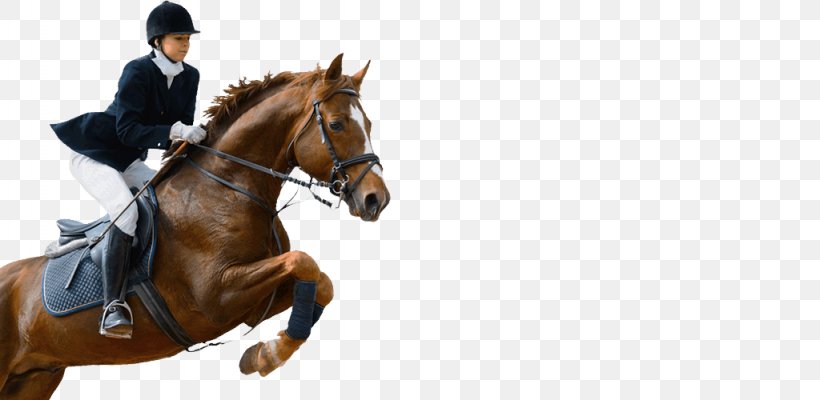 Horse Equestrian Show Jumping Image Dressage, PNG, 1024x500px, Horse, Animal Sports, Animal Training, Bridle, Dressage Download Free