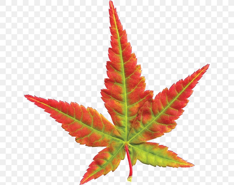 Leaf, PNG, 651x650px, Leaf, Maple Leaf, Plant, Tree Download Free