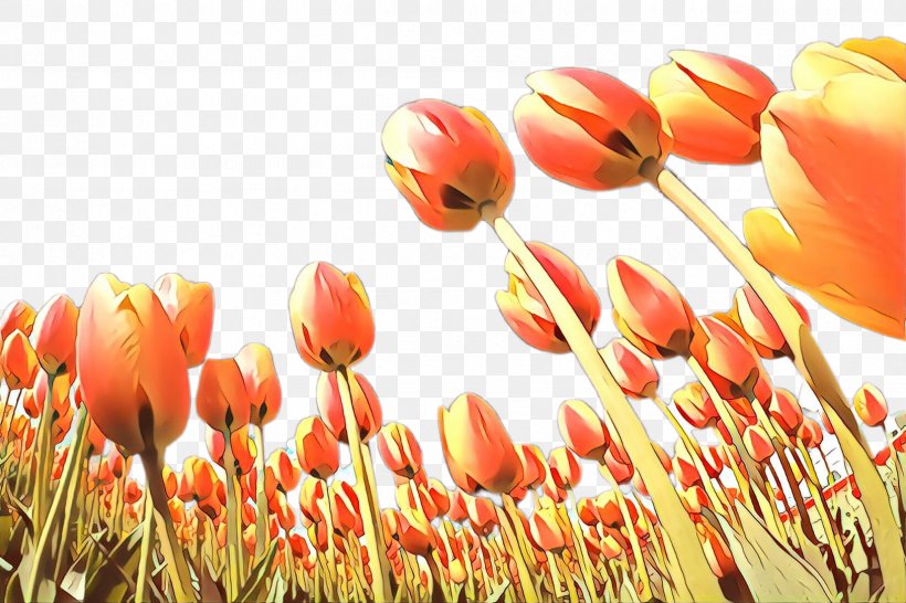 Lily Flower Cartoon, PNG, 2448x1632px, Tulip, Blossom, Bud, Closeup, Computer Download Free