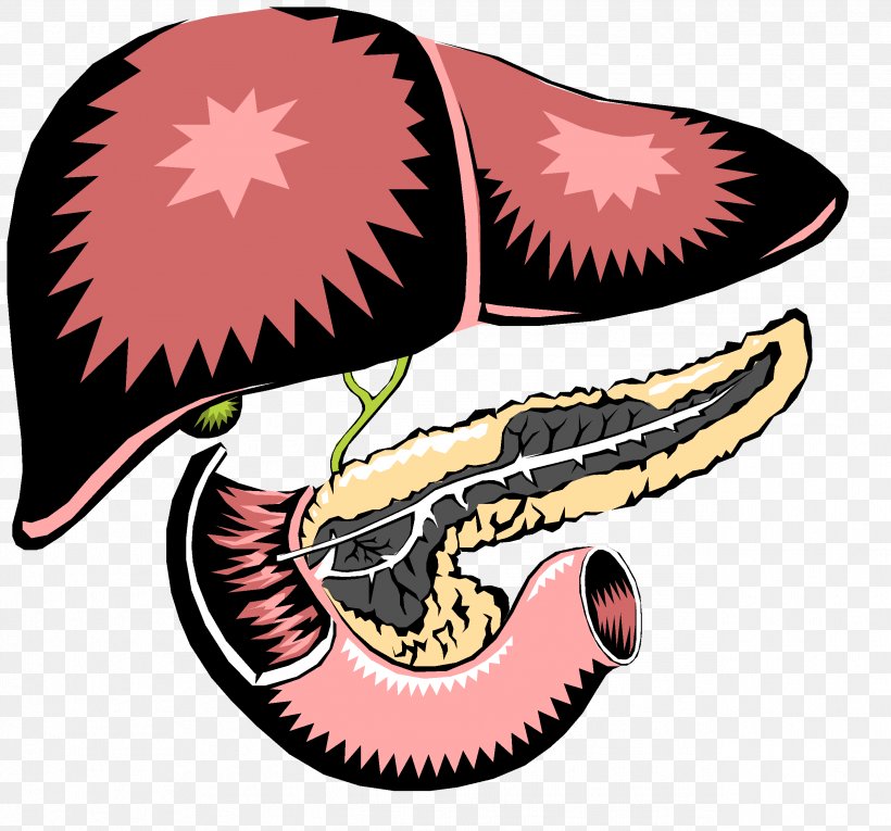 Pancreas Liver Digestion Gallbladder Small Intestine, PNG, 2533x2366px, Watercolor, Cartoon, Flower, Frame, Heart Download Free