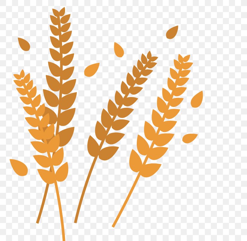 Plant Leaves Leaf Shape, PNG, 800x800px, Plant Leaves, Commodity, Food, Grass Family, Grasses Download Free