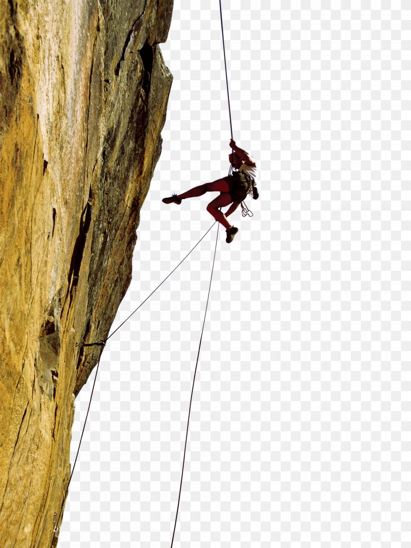 Exercise Physiology For Health Fitness And Performance Business Organizational Culture Service, PNG, 2000x2667px, Business, Abseiling, Adventure, Book, Climbing Download Free