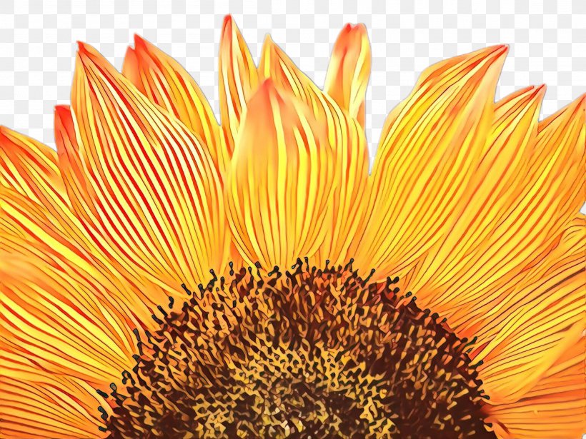 Orange Background, PNG, 2307x1732px, Sunflower, Annual Plant, Asterales, Bloom, Closeup Download Free