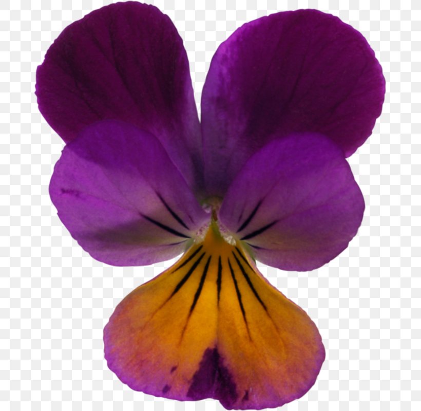 Pansy Violet Photography Album Albom, PNG, 687x800px, Pansy, Advertising, Albom, Album, Author Download Free