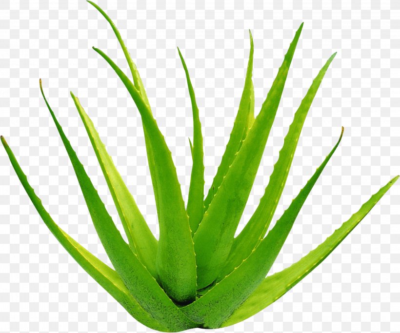 Aloe Vera Leaf Gel Formaldehyde, PNG, 2847x2373px, Aloe Vera, Aloe, Burn, Chlorophyll, Close Up Download Free