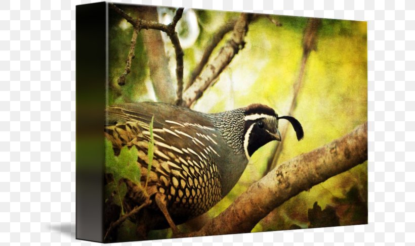 Beak Quail California Gallery Wrap Canvas, PNG, 650x487px, Beak, Art, Bird, California, California Quail Download Free