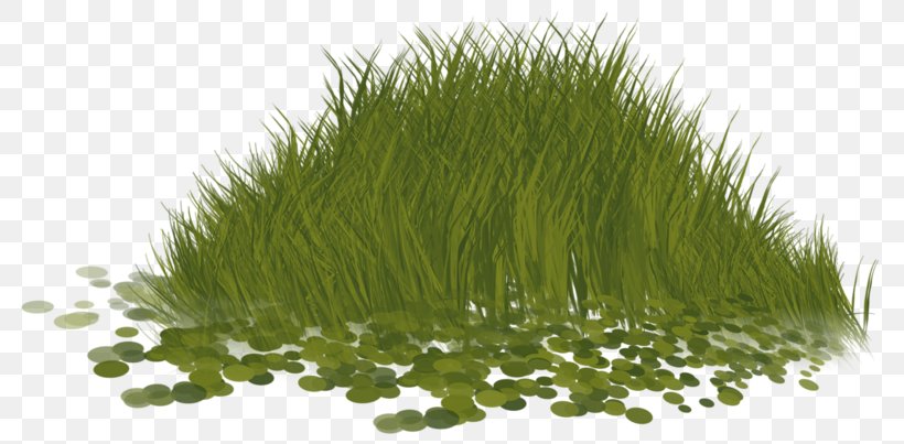 Easter Paschal Greeting Clip Art, PNG, 800x403px, Easter, Blog, Commodity, Grass, Grass Family Download Free