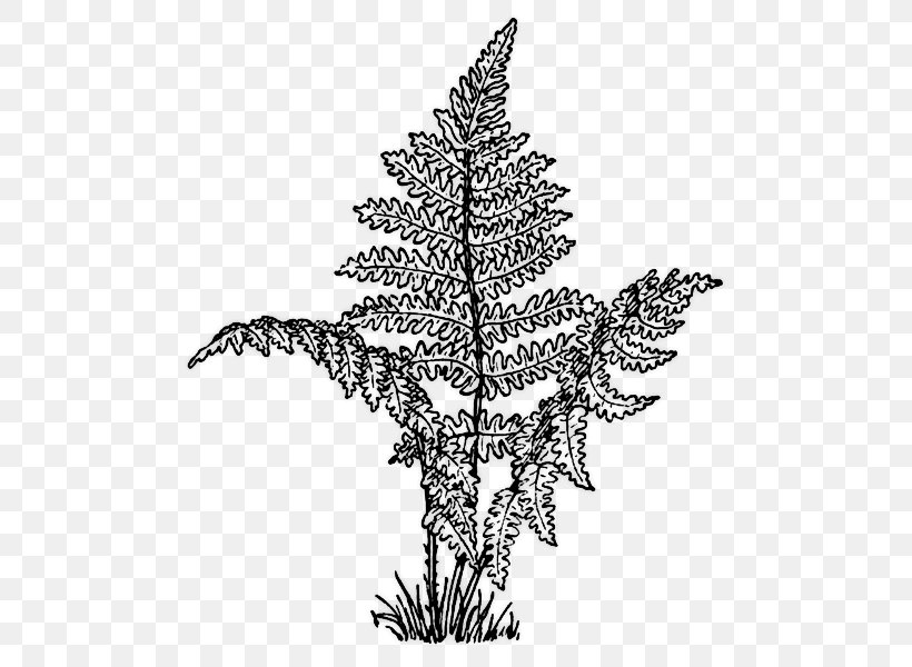 Where The Red Fern Grows Coloring Book Clip Art, PNG, 504x600px, Where The Red Fern Grows, Art, Black And White, Branch, Burknar Download Free