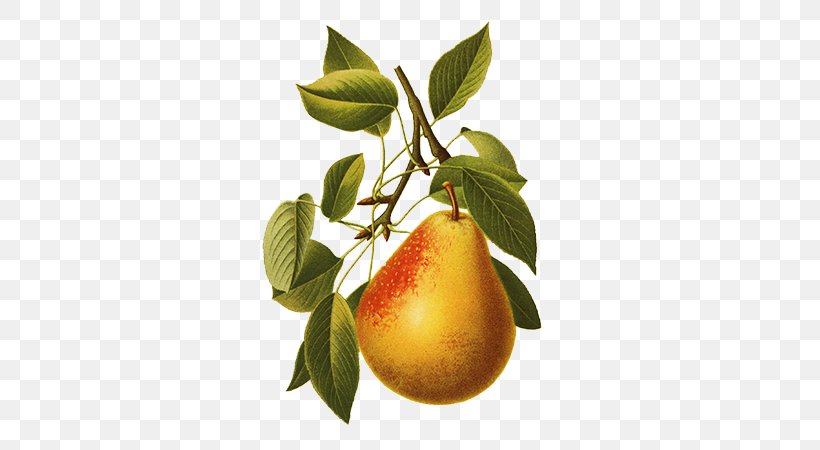 Williams Pear Asian Pear Fruit Illustration, PNG, 600x450px, Williams Pear, Apple, Asian Pear, Citrus, Drawing Download Free