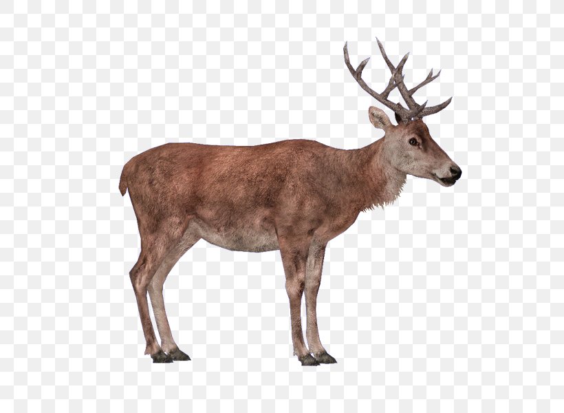 Zoo Tycoon 2 Reindeer Red Deer Elk, PNG, 800x600px, Zoo Tycoon 2, Antler, Cervus, Chevrotain, Deer Download Free