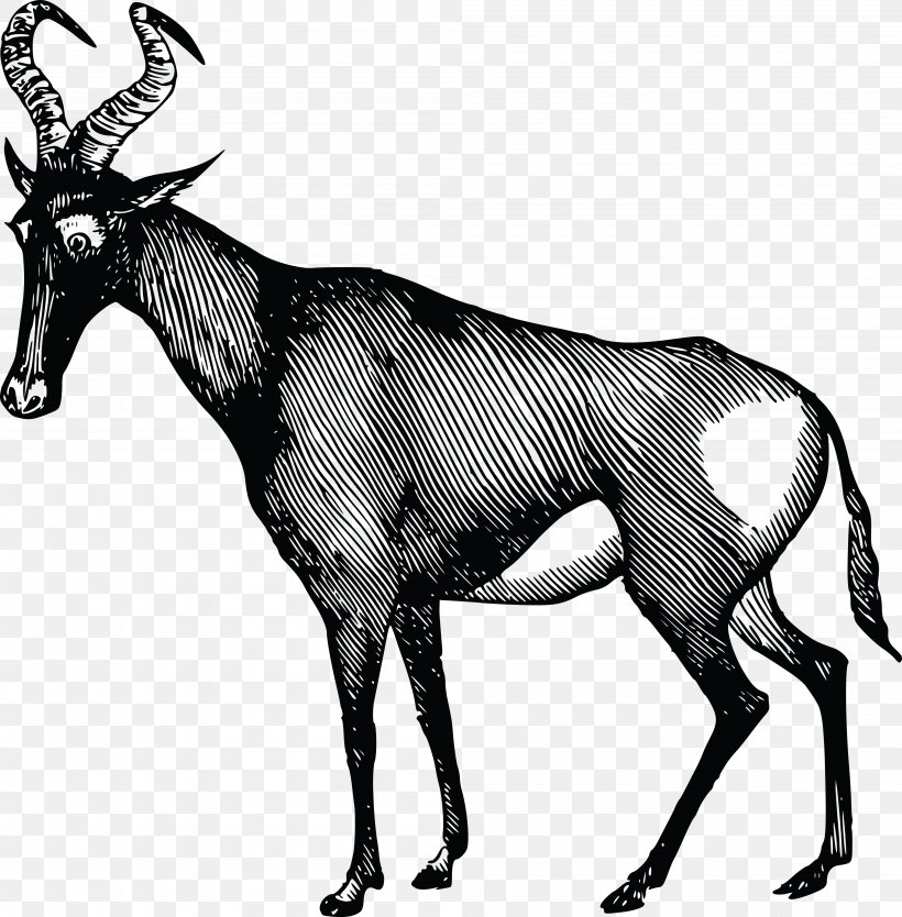 African Antelope Deer Clip Art, PNG, 4000x4071px, Antelope, African Antelope, Antler, Black And White, Cattle Like Mammal Download Free