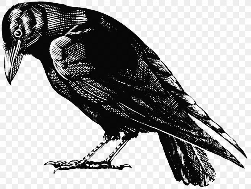 American Crow Bird Clip Art, PNG, 1600x1204px, American Crow, Beak, Bird, Bird Of Prey, Black And White Download Free