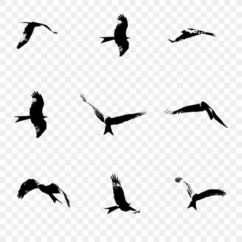 Bird Flight Brush, PNG, 894x894px, Bird, Animal Migration, Beak, Bird Migration, Black And White Download Free