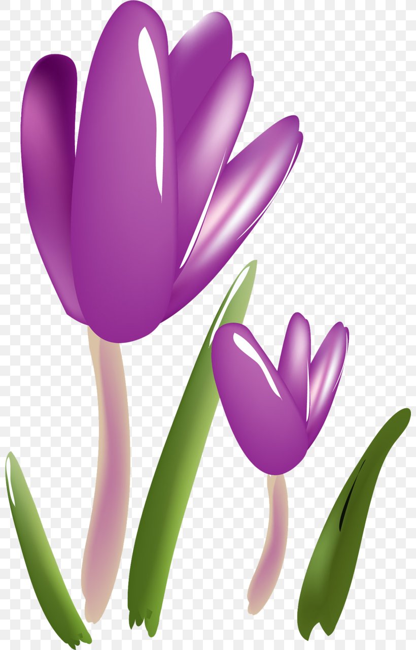 Flower Crocus Plant Saffron Tulip, PNG, 800x1280px, Flower, Architecture, Child, Creative Work, Crocus Download Free