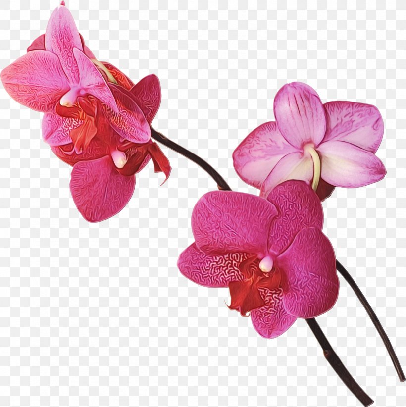 Flower Flowering Plant Moth Orchid Petal Pink, PNG, 1595x1600px, Watercolor, Cut Flowers, Flower, Flowering Plant, Moth Orchid Download Free