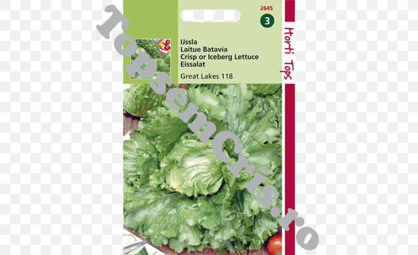 Romaine Lettuce Iceberg Lettuce Spring Greens Leaf Vegetable Herb, PNG, 500x500px, Romaine Lettuce, Food, Herb, Iceberg Lettuce, Lactuca Download Free