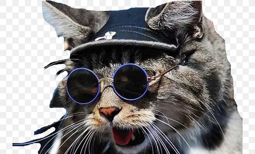 Sunglasses Cat Whiskers Animal, PNG, 740x495px, Glasses, Animal, Cat, Cat Lady, Cat Like Mammal Download Free