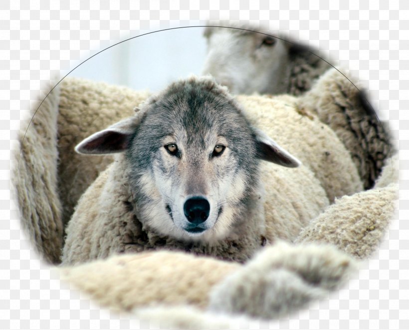 Wolf In Sheep's Clothing Goat Milk Gray Wolf, PNG, 2400x1935px, Sheep, Canis Lupus Tundrarum, Carnivoran, Clothing, Costume Download Free