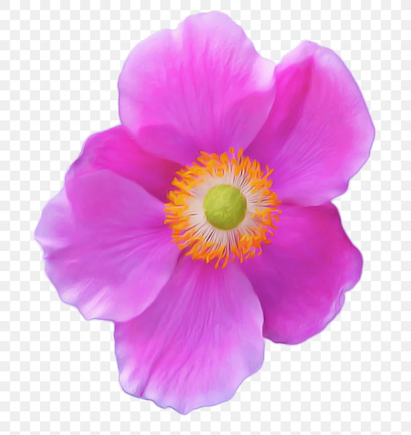 Anemone Magenta, PNG, 760x867px, Anemone, Annual Plant, Begonia, Flower, Herbaceous Plant Download Free
