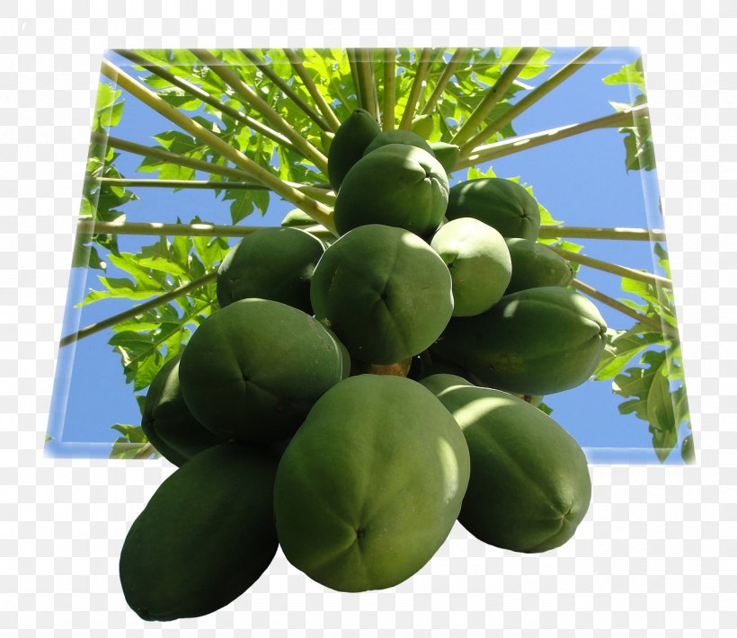 Papaya Tropical Fruit Food, PNG, 1280x1109px, Papaya, Auglis, Caricaceae, Food, Fruit Download Free