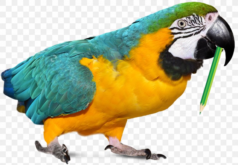 Parrot Parakeet Macaw Beeldtelefoon Pet, PNG, 940x650px, Parrot, Beak, Beeldtelefoon, Bird, Common Pet Parakeet Download Free